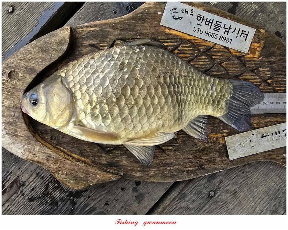 사오리 4 짜한버들 4 짜봉낚시터 조황 (조황조행기 - 특파원조황)