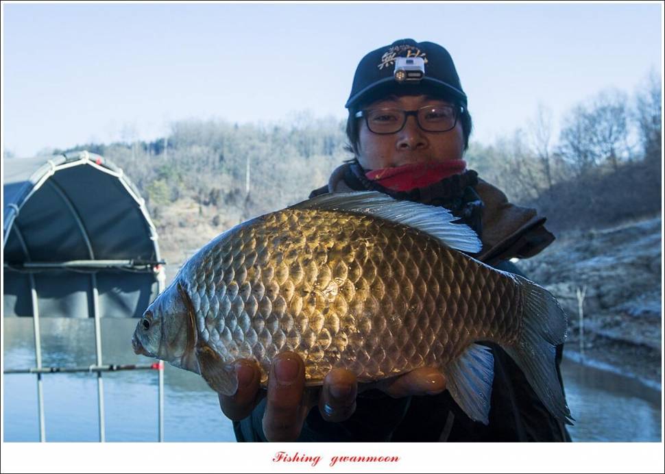 한버들 왕중왕전 대회신리 465 cm 대물 돌감 37 cm34 cm월척 조황 (조황조행기 - 특파원조황)