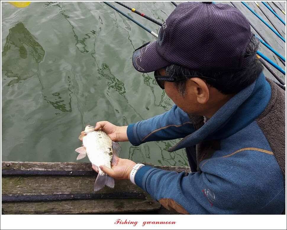돌감 좌대칠성지 월척 달천강 사짜 및 월척 조황 (조황조행기 - 특파원조황)
