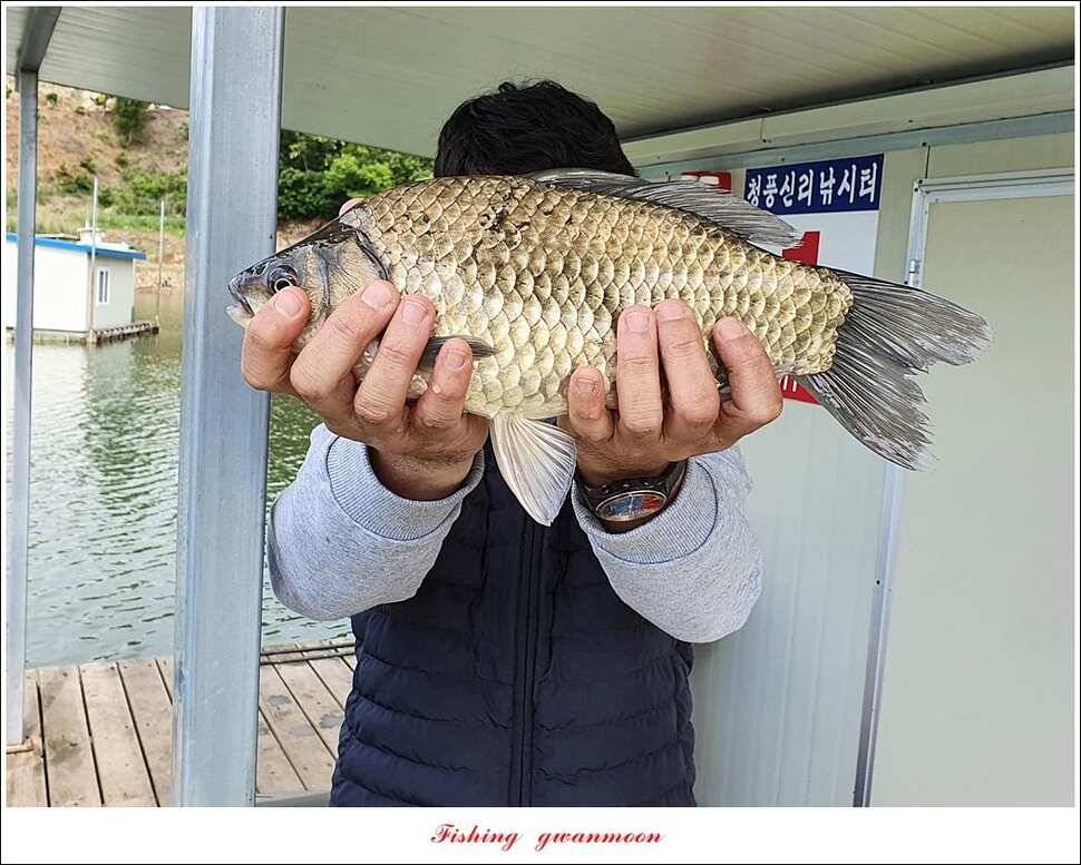 한버들 4 짜 2 수신리 4 짜실리곡 월척칠성지 4 짜 조황 (조황조행기 - 특파원조황)