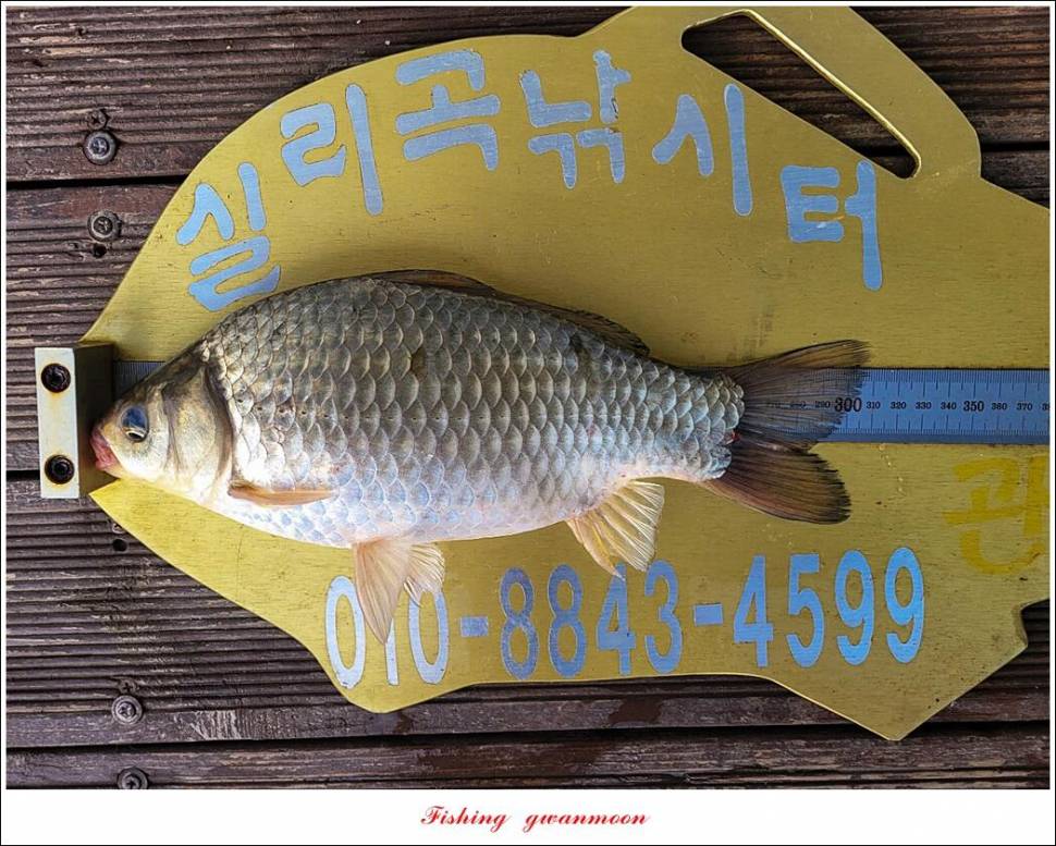 실리곡돌감 월척 조황 (조황조행기 - 특파원조황)
