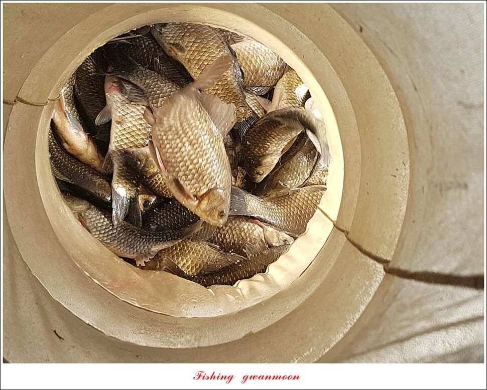 돌감 40 cm40 cm신리 42 cm 화곡지 사짜 조황 (조황조행기 - 특파원조황)