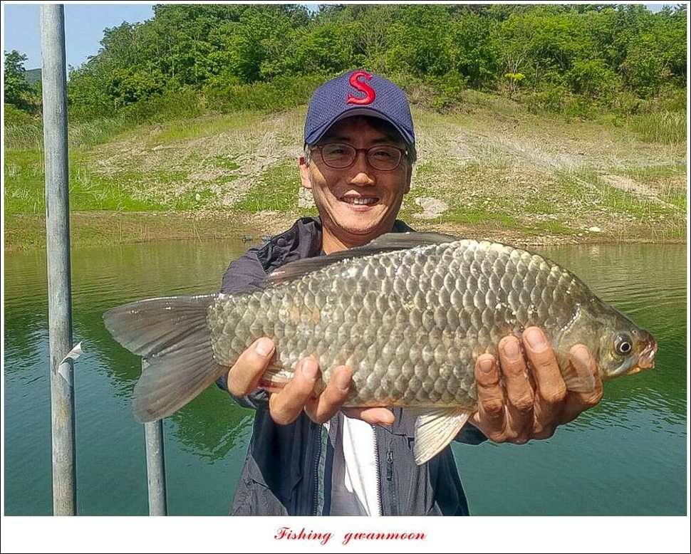돌감 사짜한버들실리곡청풍 신리 월척 조황 소식 (조황조행기 - 특파원조황)