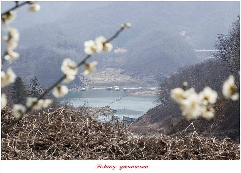 매전지 월척충주호 좌대노지 현황 (조황조행기 - 특파원조황)