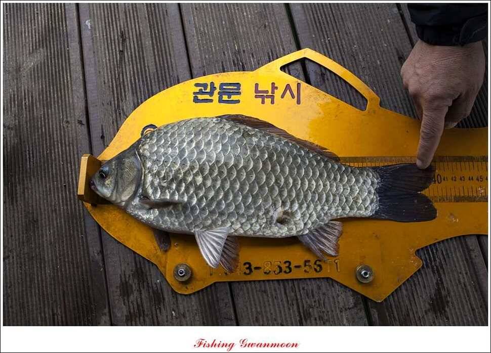 제일 40 cm 실리곡 월척 (조황조행기 - 특파원조황)