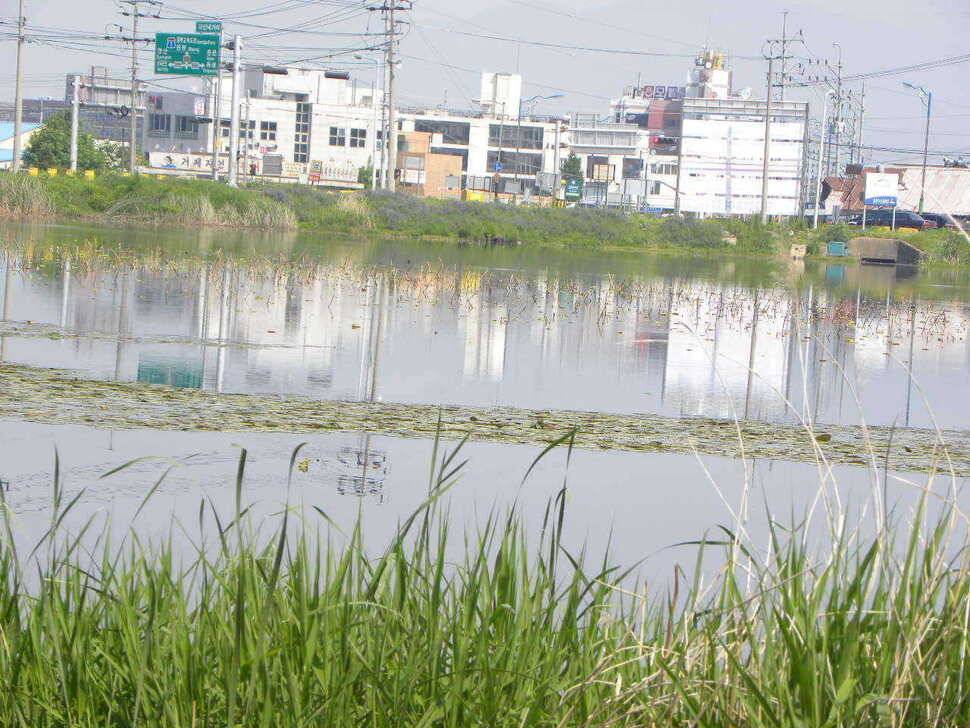 518 자인권 조황정보 연하지 천마지 (조황조행기 - 특파원조황)