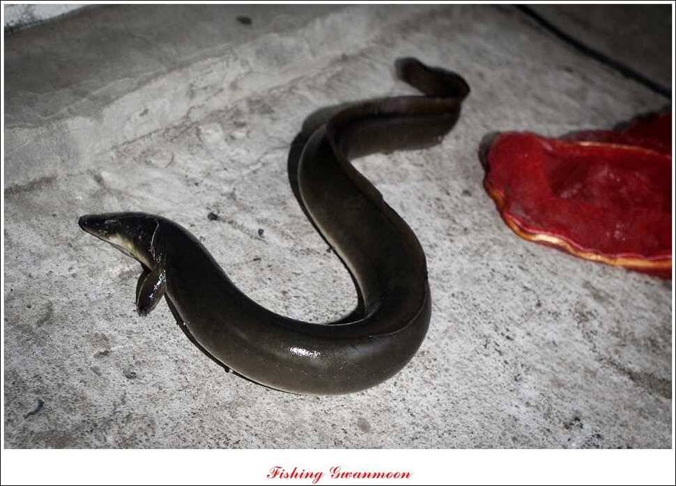 문골 키로장어한버들 마릿수실리곡 마릿수 조황 (조황조행기 - 특파원조황)