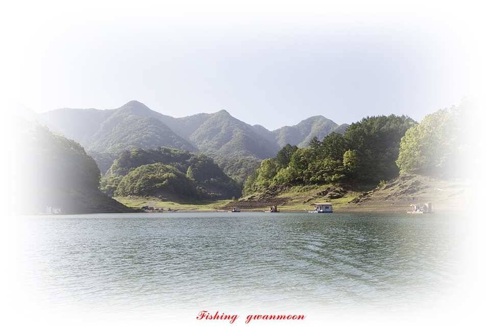 늘푸른화곡지돌감실리곡한버들 조황 (조황조행기 - 특파원조황)