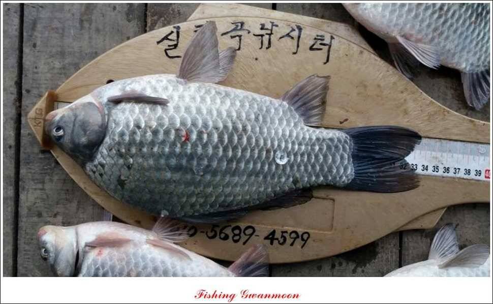 제일 40 cm 실리곡 월척 (조황조행기 - 특파원조황)