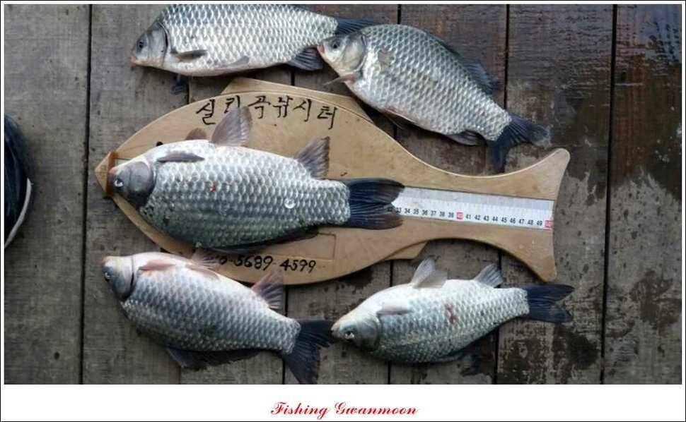 제일 40 cm 실리곡 월척 (조황조행기 - 특파원조황)