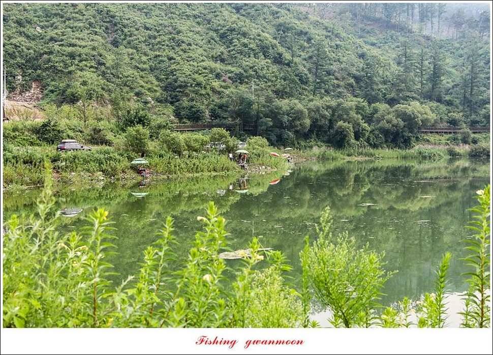 추평지 48 cm화곡지 마릿수 월척실리곡 조황 (조황조행기 - 특파원조황)