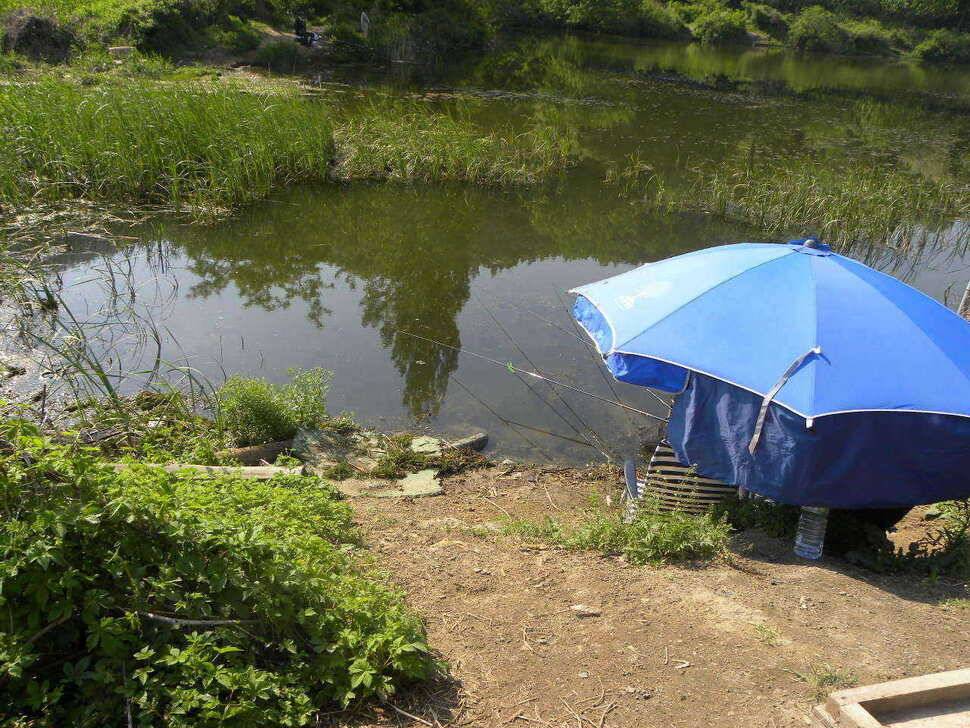 518 자인권 조황정보 연하지 천마지 (조황조행기 - 특파원조황)