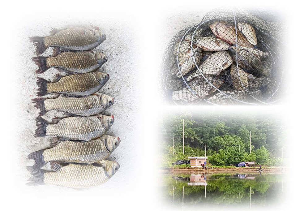늘푸른화곡지돌감실리곡한버들 조황 (조황조행기 - 특파원조황)