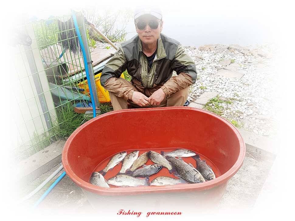 늘푸른화곡지돌감실리곡한버들 조황 (조황조행기 - 특파원조황)