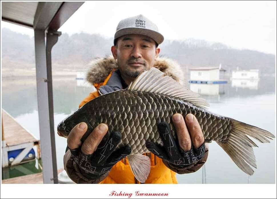 제일 41 cm병호한버들 월척 조황 (조황조행기 - 특파원조황)