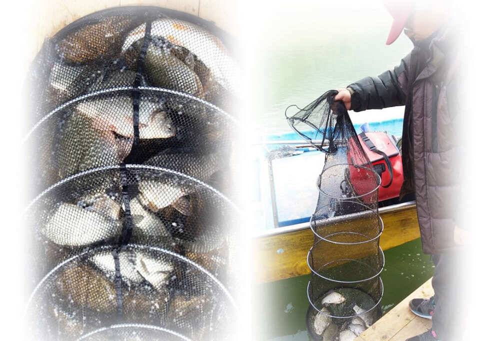 늘푸른화곡지돌감실리곡한버들 조황 (조황조행기 - 특파원조황)