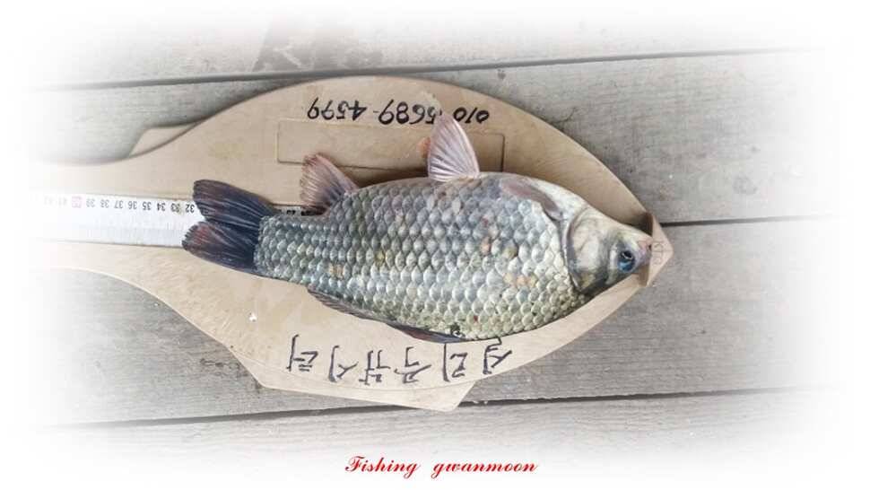 늘푸른화곡지돌감실리곡한버들 조황 (조황조행기 - 특파원조황)
