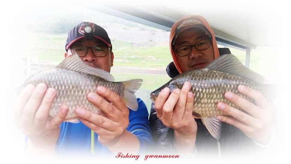 늘푸른화곡지돌감실리곡한버들 조황 (조황조행기 - 특파원조황)