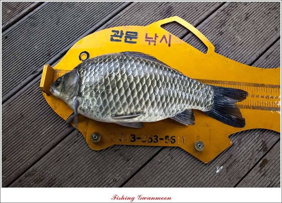 제일 41 cm병호한버들 월척 조황 (조황조행기 - 특파원조황)
