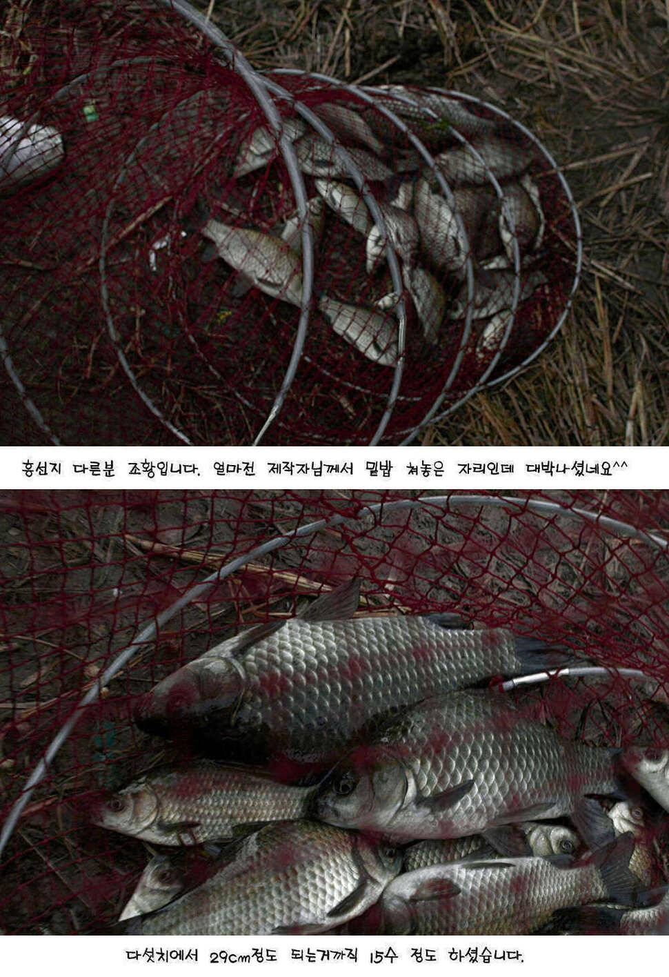 청도권 392cm 및 주중 조황정보 (조황조행기 - 특파원조황)