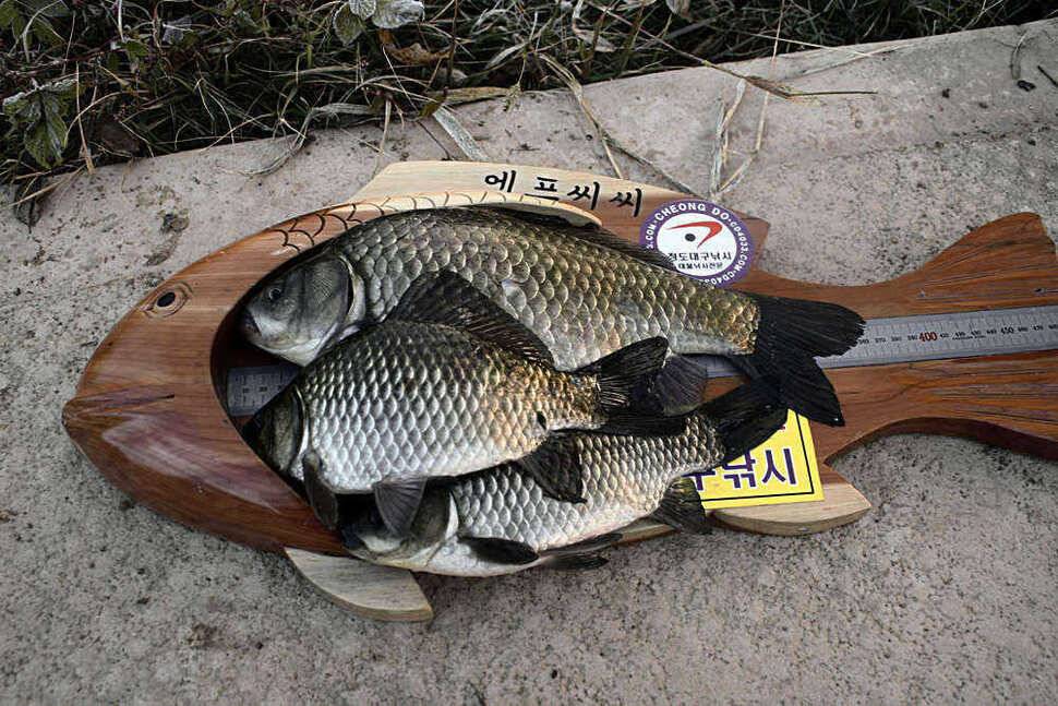 청도권 387cm 36cm대물 시즌 (조황조행기 - 특파원조황)