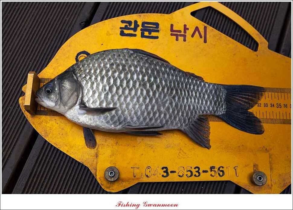 제일 41 cm병호한버들 월척 조황 (조황조행기 - 특파원조황)
