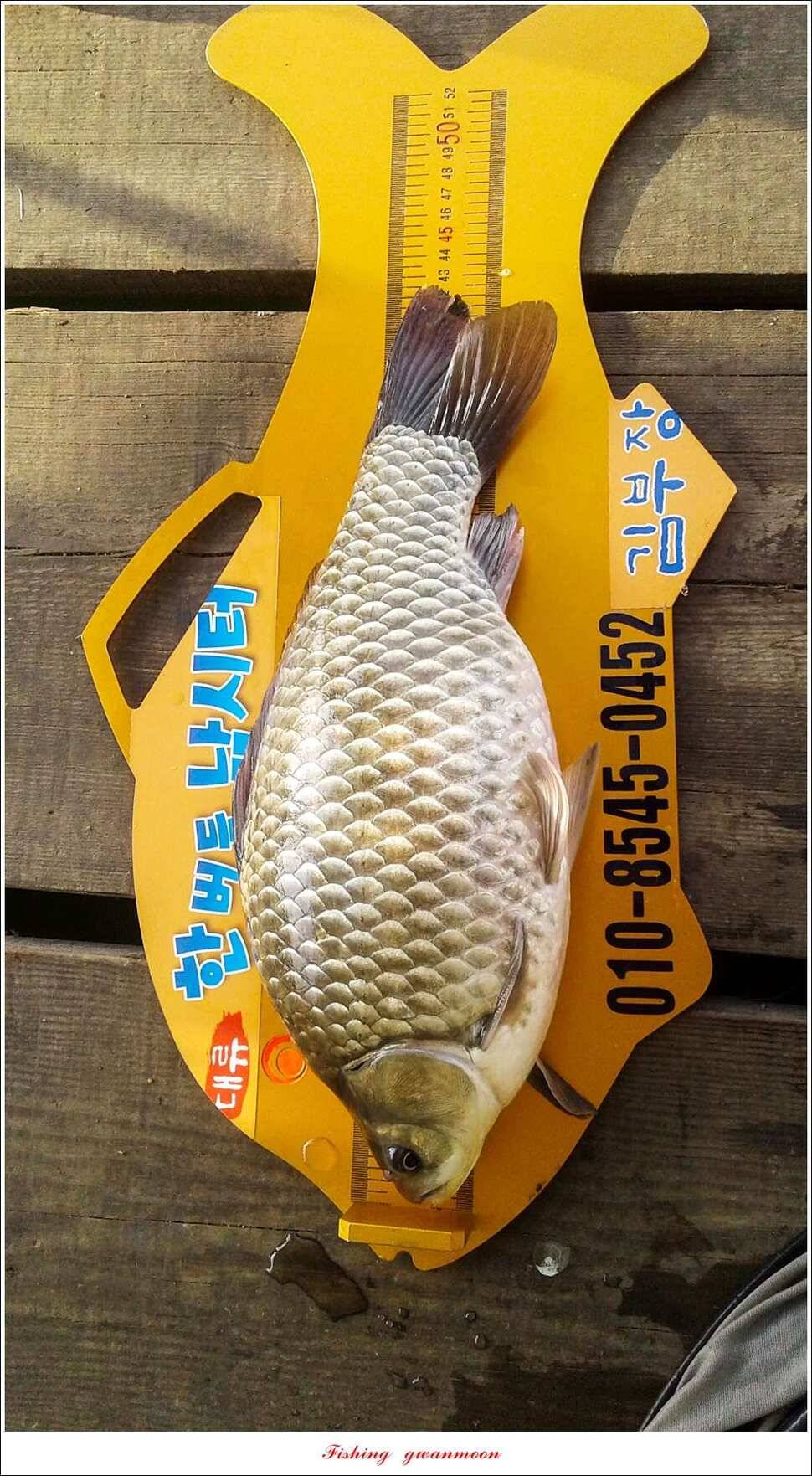 한버들 42 cm돌감 41 cm화곡지 호조황실리곡 조황 (조황조행기 - 특파원조황)