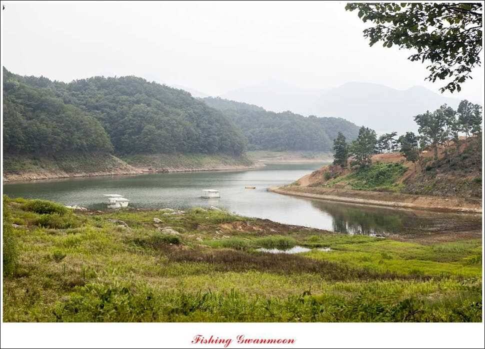 문골 키로장어한버들 마릿수실리곡 마릿수 조황 (조황조행기 - 특파원조황)