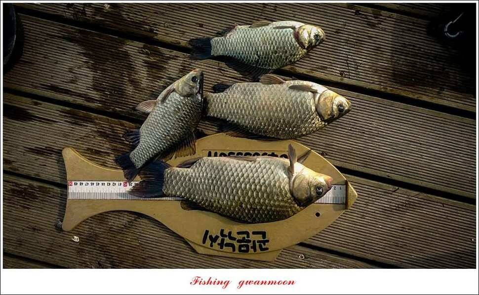 신매 허리급돌감 월척 조황 (조황조행기 - 특파원조황)