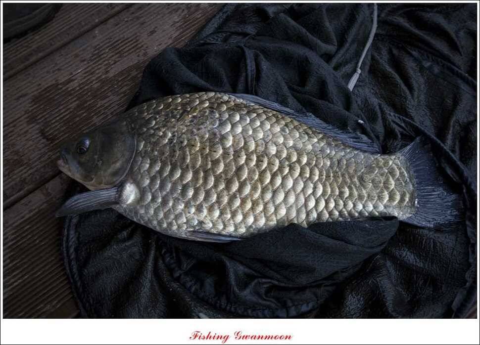 제일 41 cm 짱가네 42 cm돌감 실리곡노지 마릿수 월척 (조황조행기 - 특파원조황)