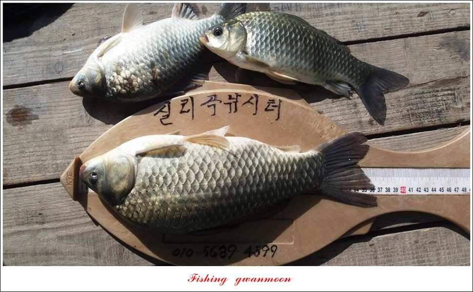 돌감실리곡한버들 월척 조황 (조황조행기 - 특파원조황)