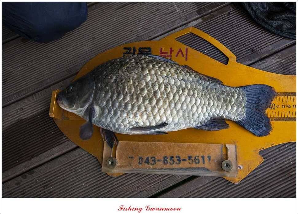 제일 41 cm 짱가네 42 cm돌감 실리곡노지 마릿수 월척 (조황조행기 - 특파원조황)
