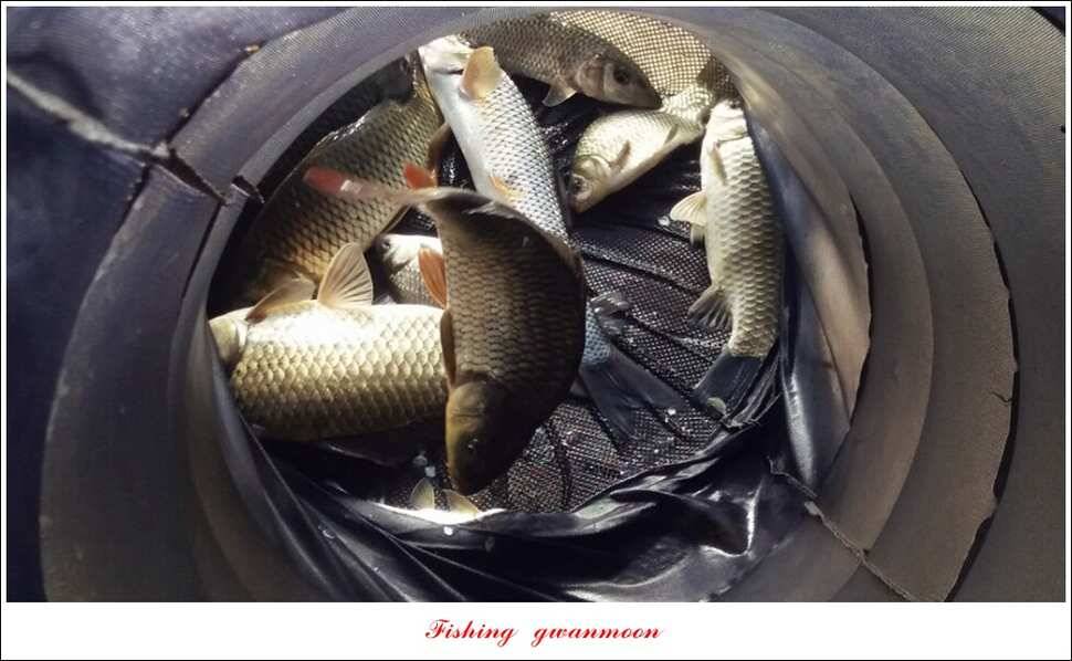 돌감실리곡한버들 월척 조황 (조황조행기 - 특파원조황)