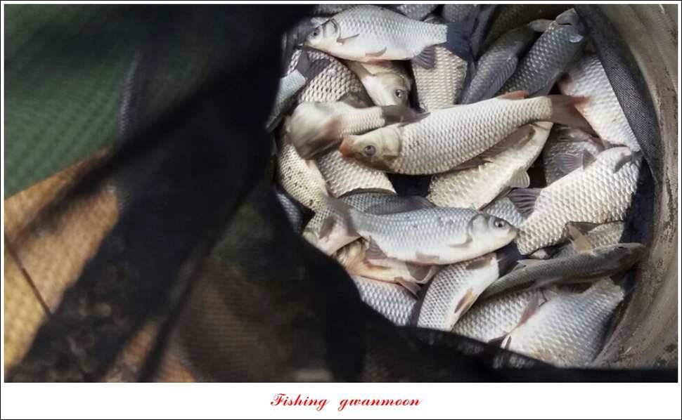 돌감실리곡한버들 월척 조황 (조황조행기 - 특파원조황)