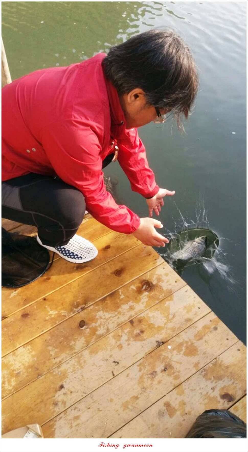 돌감실리곡한버들 월척 조황 (조황조행기 - 특파원조황)