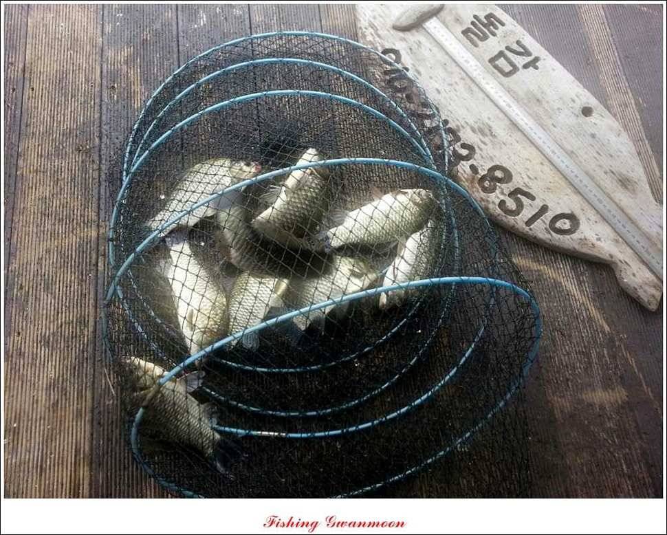 실리곡돌감한버들 조황 (조황조행기 - 특파원조황)