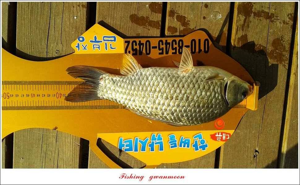 돌감실리곡한버들 월척 조황 (조황조행기 - 특파원조황)