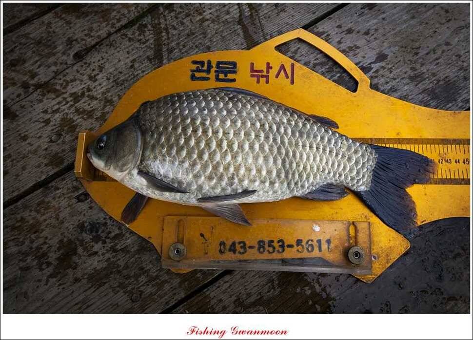 제일 41 cm 짱가네 42 cm돌감 실리곡노지 마릿수 월척 (조황조행기 - 특파원조황)