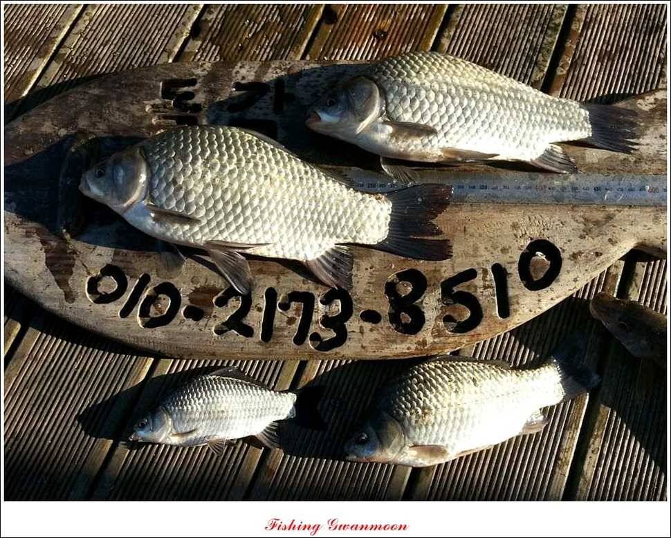 제일 41 cm 짱가네 42 cm돌감 실리곡노지 마릿수 월척 (조황조행기 - 특파원조황)