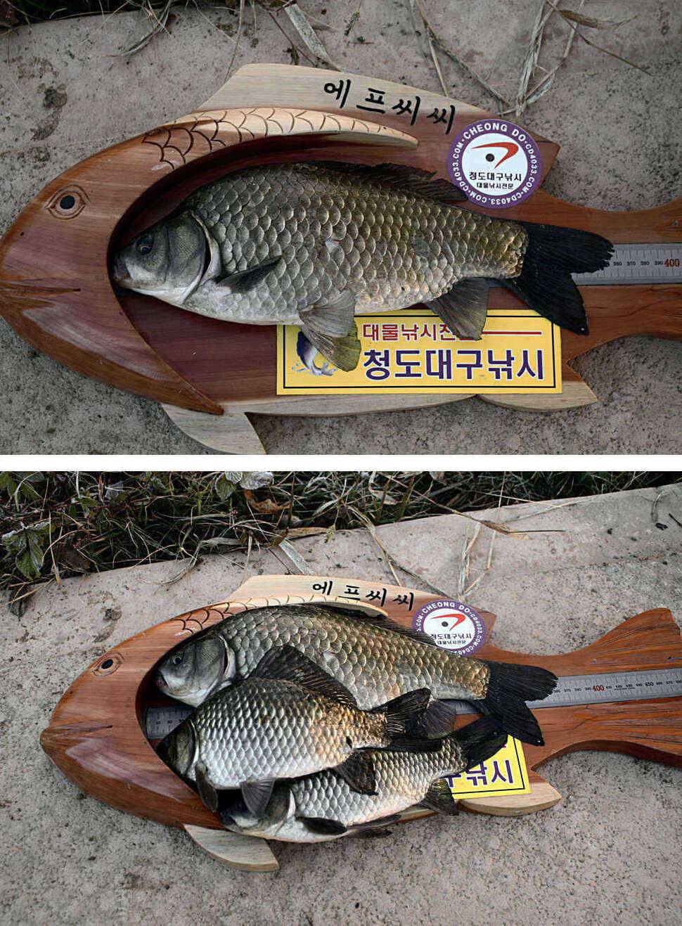 청도권 387cm 36cm대물 시즌 (조황조행기 - 특파원조황)