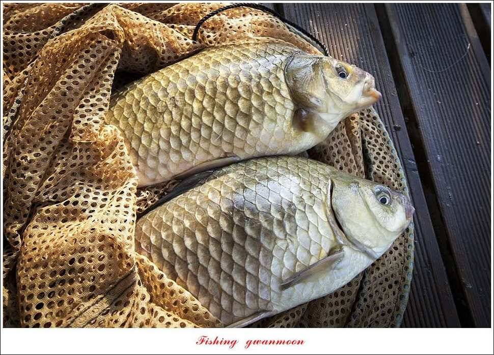 늘푸른 42cm415 cm신매 41 cm실리곡 40 cm제일 38 cm (조황조행기 - 특파원조황)