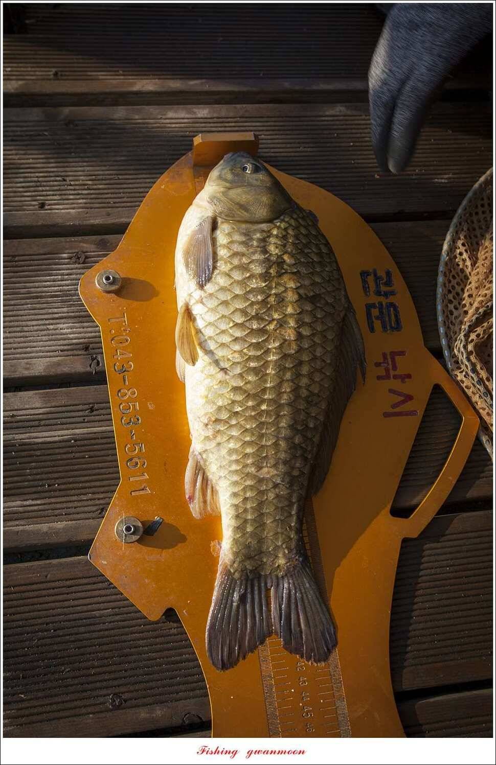 늘푸른 42cm415 cm신매 41 cm실리곡 40 cm제일 38 cm (조황조행기 - 특파원조황)