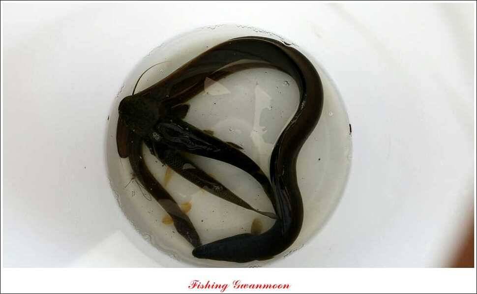 문골 키로장어한버들 마릿수실리곡 마릿수 조황 (조황조행기 - 특파원조황)