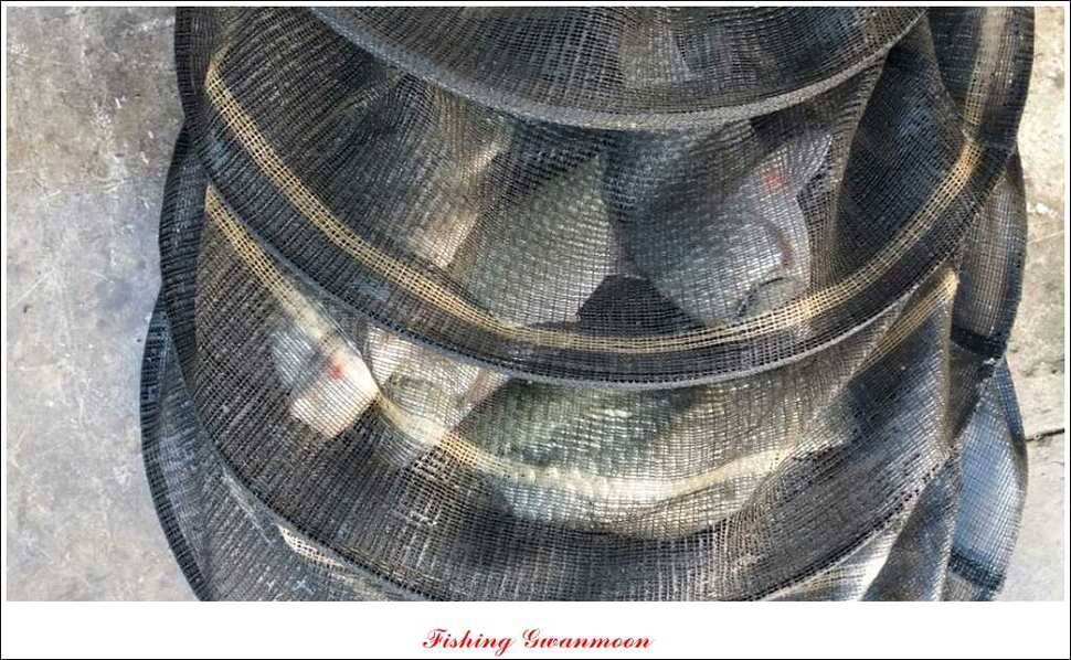 제일 41 cm 짱가네 42 cm돌감 실리곡노지 마릿수 월척 (조황조행기 - 특파원조황)