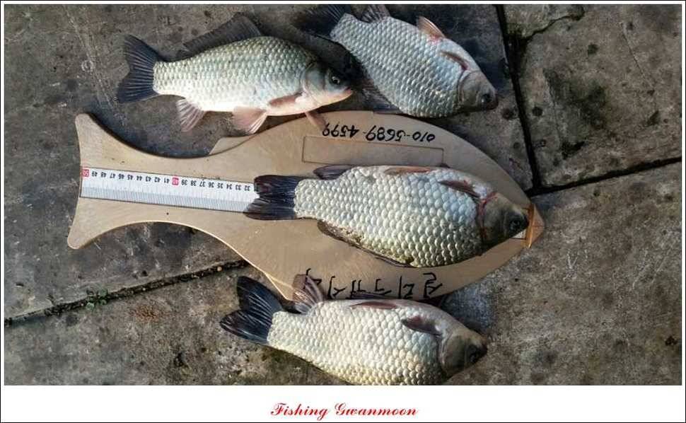 제일 41 cm 짱가네 42 cm돌감 실리곡노지 마릿수 월척 (조황조행기 - 특파원조황)