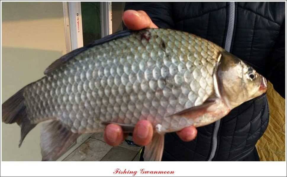 제일 41 cm 짱가네 42 cm돌감 실리곡노지 마릿수 월척 (조황조행기 - 특파원조황)
