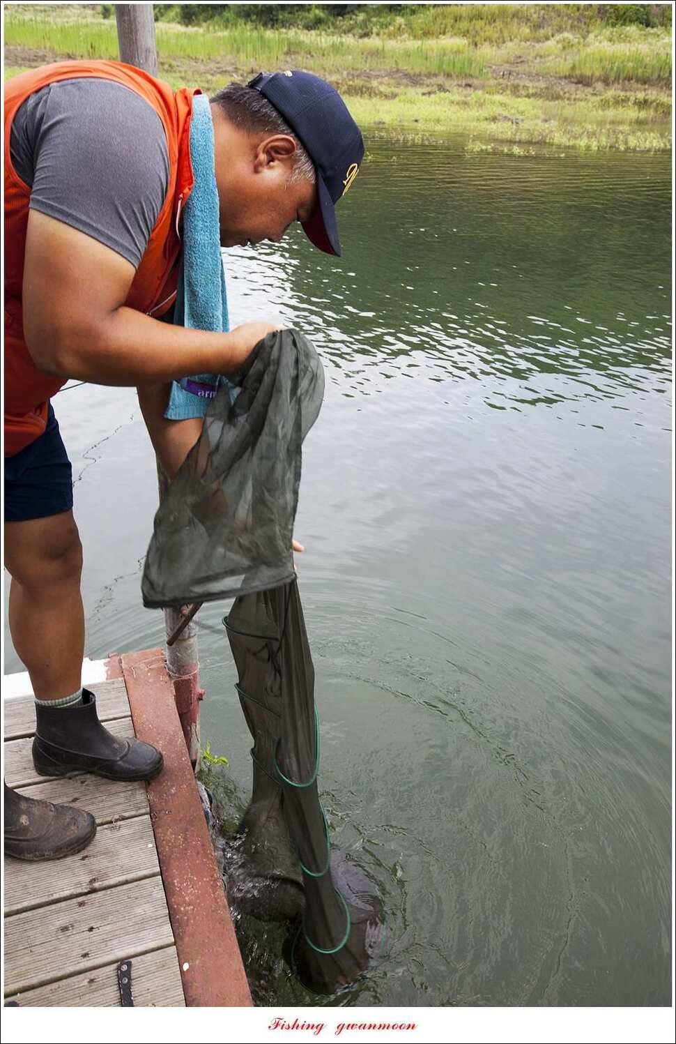 늘푸른 42cm415 cm신매 41 cm실리곡 40 cm제일 38 cm (조황조행기 - 특파원조황)
