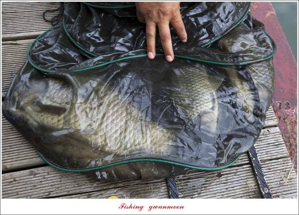 늘푸른 42cm415 cm신매 41 cm실리곡 40 cm제일 38 cm (조황조행기 - 특파원조황)