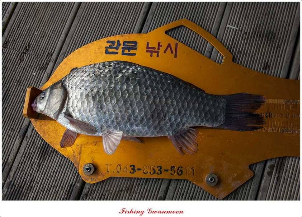 신매 41 cm40 cm 제일 짱가네한버들 월척 (조황조행기 - 특파원조황)