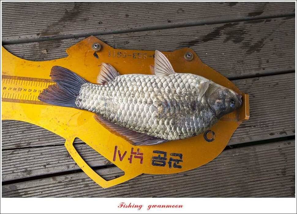 늘푸른 42cm415 cm신매 41 cm실리곡 40 cm제일 38 cm (조황조행기 - 특파원조황)